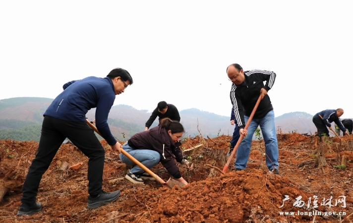 隆林开展2026年义务植树活动