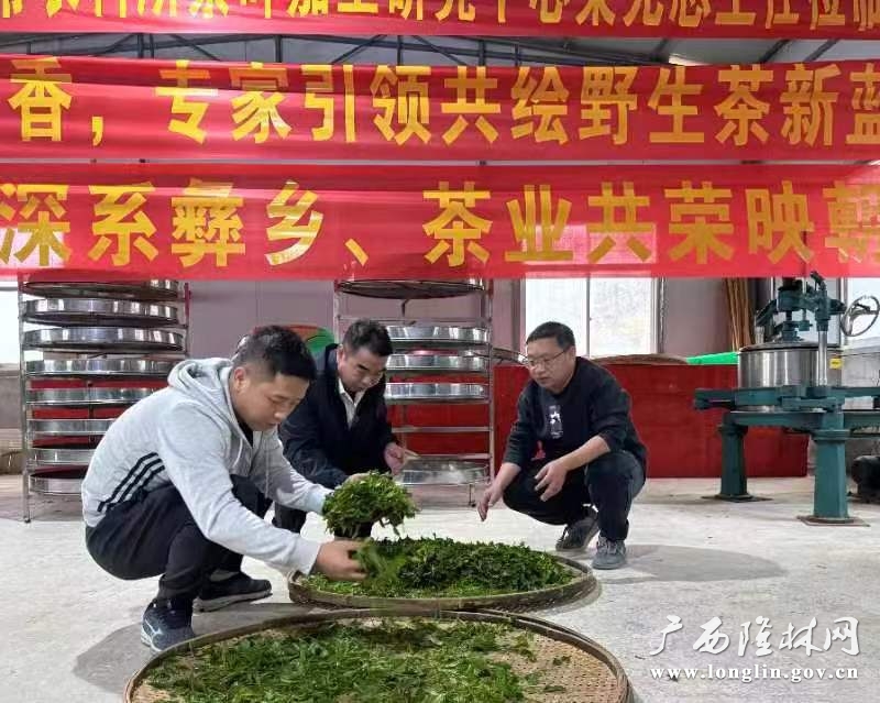 专家指导茶叶鲜叶分级