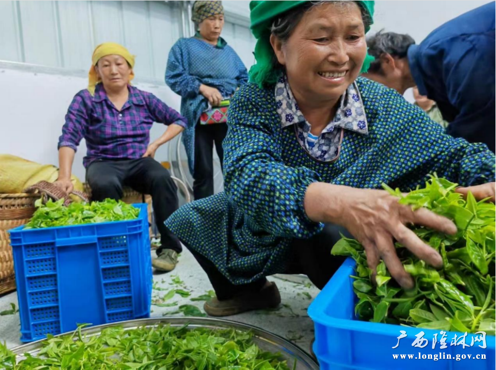 茶青收购带动农户实现增收
