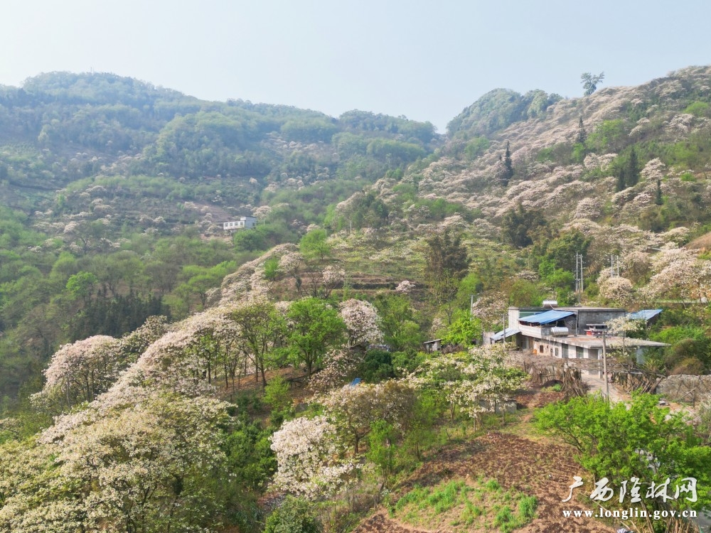 山坡油桐花与屋舍。岑启貌 摄