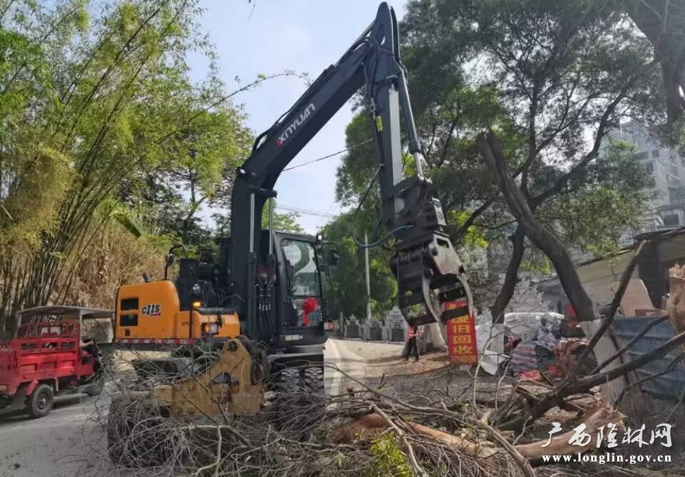 隆林公路养护中心工作人员正在清理枯死的树枝（岑侃摄）