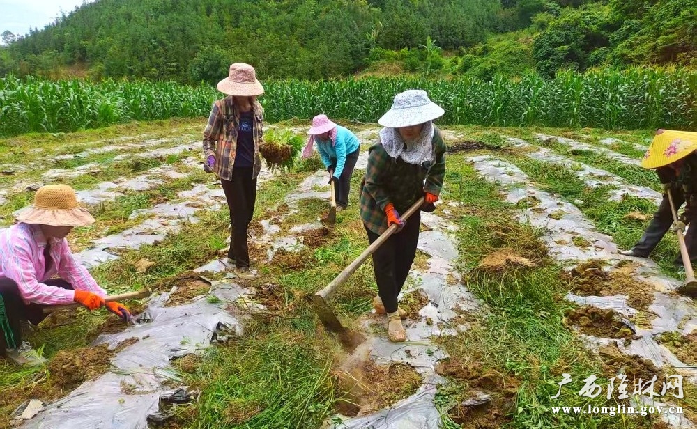 万寿菊移栽现场 (3)