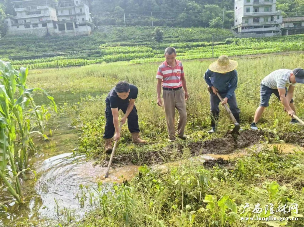 保上村党员和群众在田间地头挖沟渠排放洪水