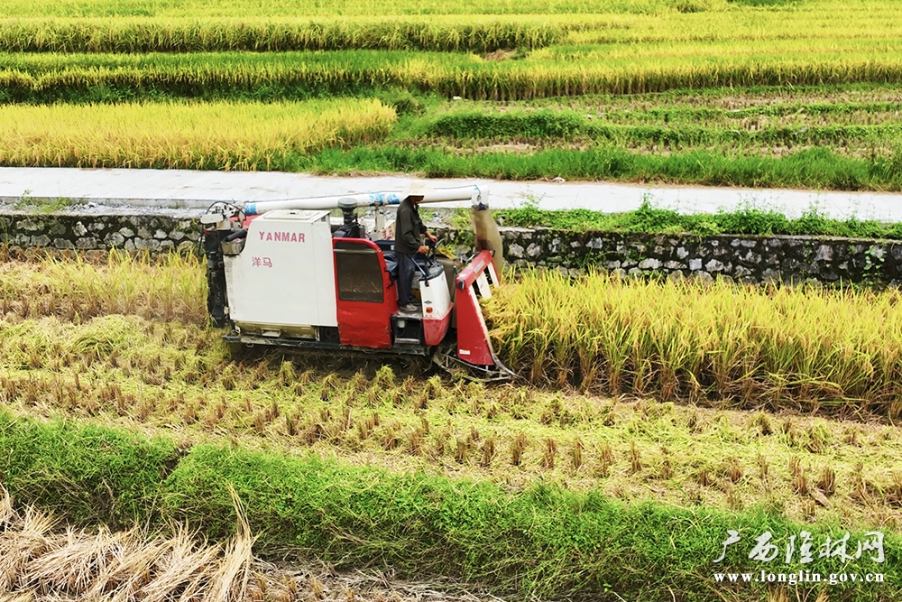 收割机收割谷子 收割机收割谷子