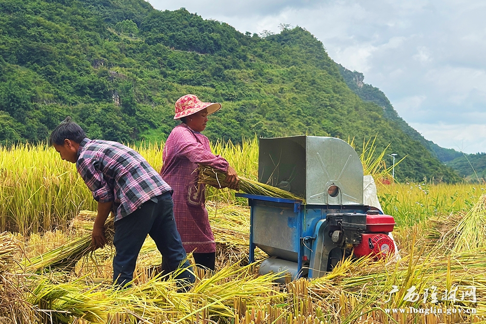 村民抢收忙 村民抢收忙