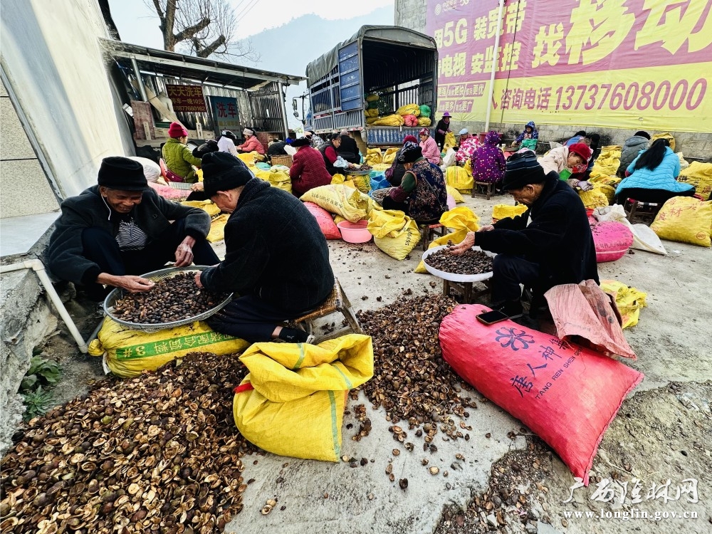 乡邻剥油茶,闲处挣微薪。岑启貌 摄 乡邻剥油茶,闲处挣微薪。岑启貌 摄