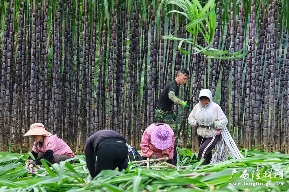 群众在采收果蔗1