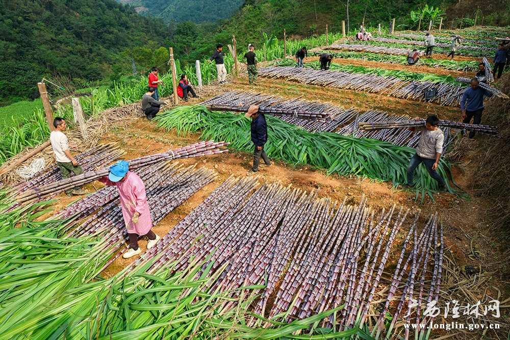 搬运甘蔗1 搬运甘蔗1