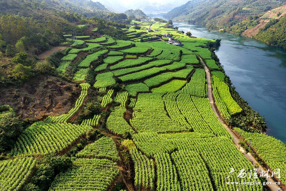 南盘江沿岸的蔗林 南盘江沿岸的蔗林