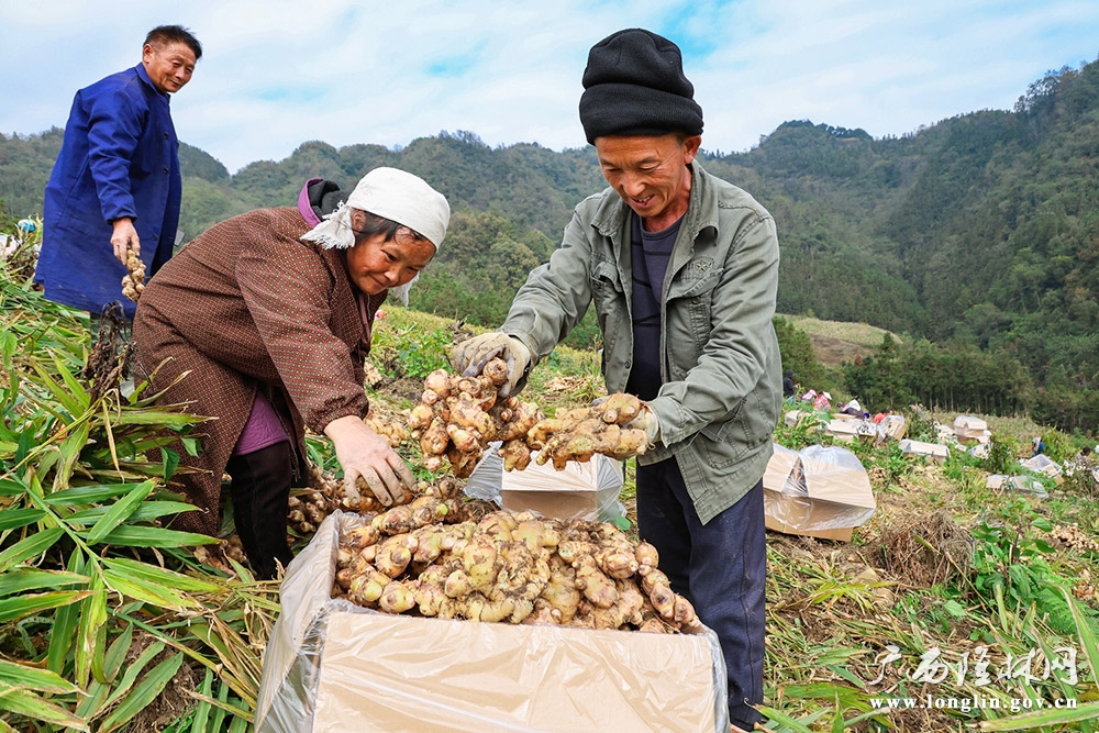 群众将生姜装箱1