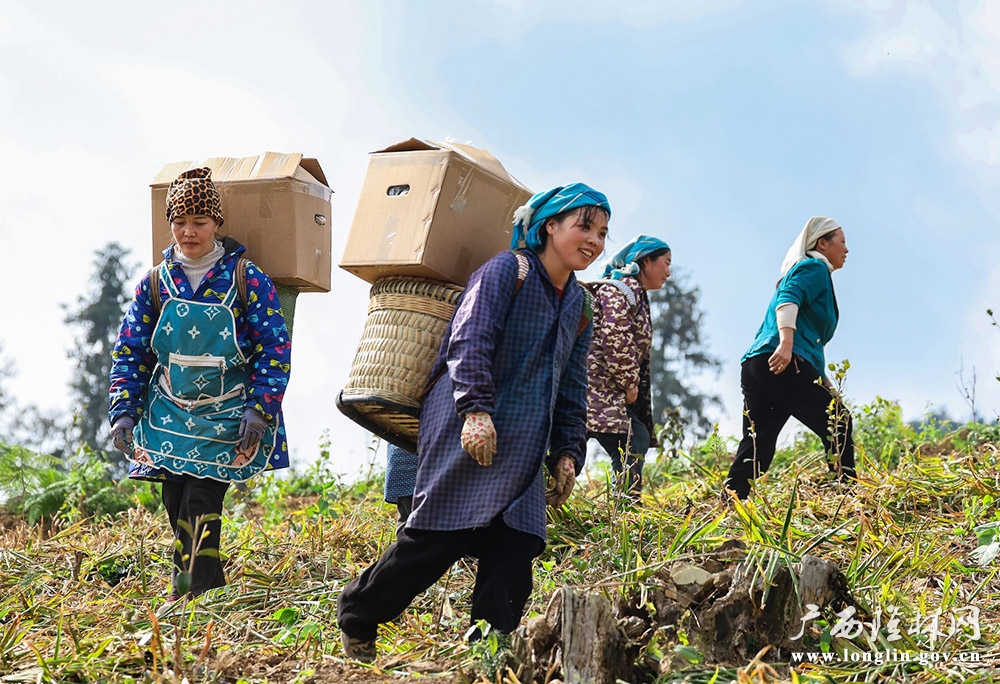 群众背姜下山装车1 群众背姜下山装车1