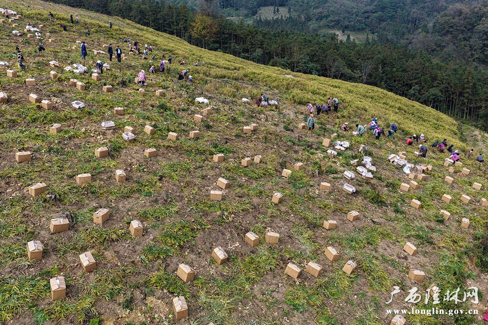 繁忙的收姜现场1 繁忙的收姜现场1