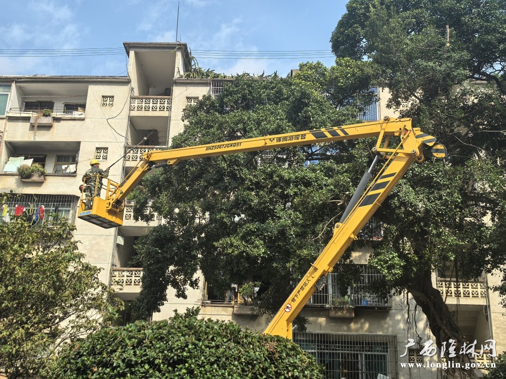 图为 专业人员修剪树枝 (1)