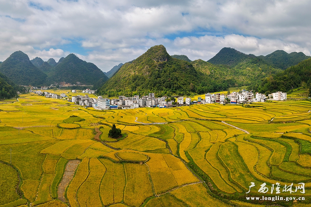 金黄稻田 金黄稻田