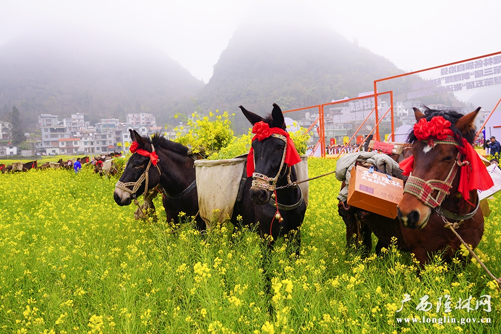 马帮托起丰收 马帮托起丰收