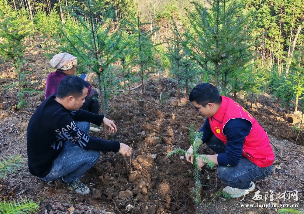 马卡村查看黄精种植情况