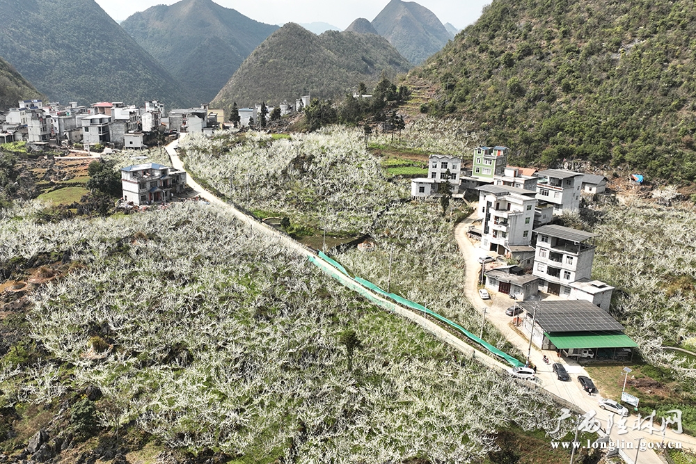 蜂糖李种植基地