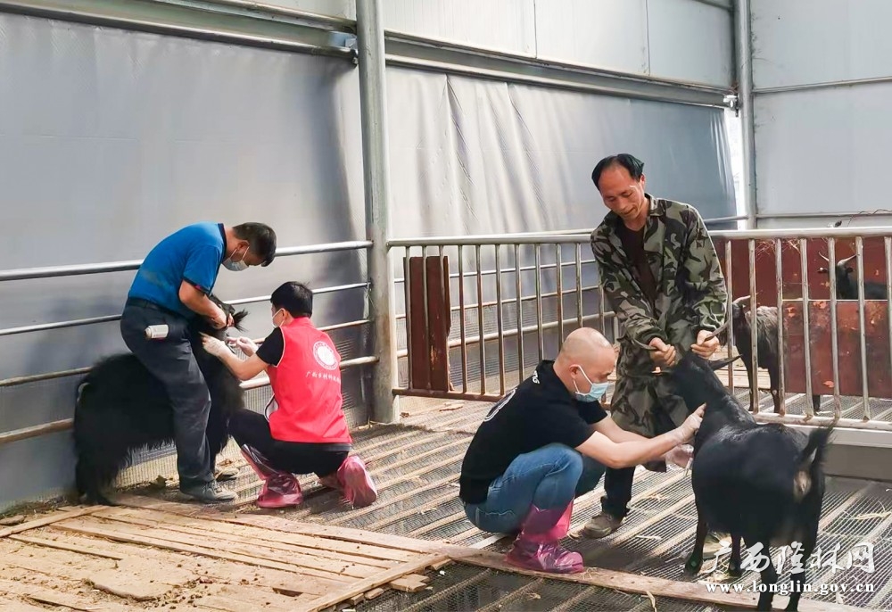 乡村科技特派员正在开展山羊流行病学采样及监测技术指导