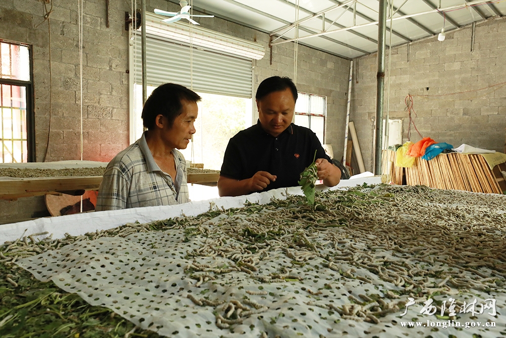 县蚕业服务中心深入养殖一线服务1